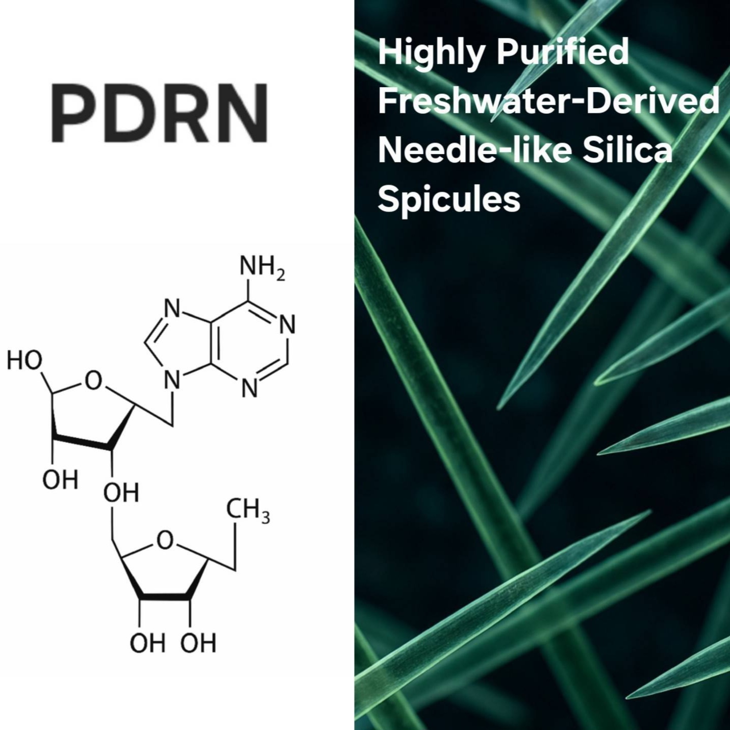 Molecular structure of PDRN and silica spicules
